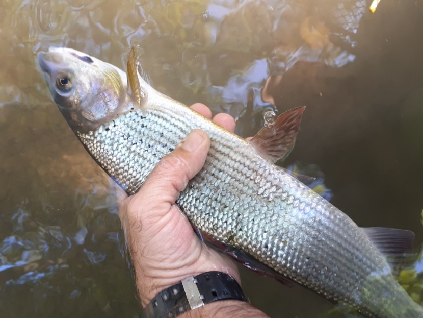 Middlemoor grayling - JA from Leominster